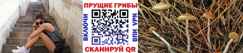 закладка  Шатура  Псилоцибиновые грибы ЛСД 